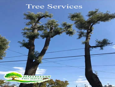 Photos by Hallelujah Tree Service #1
