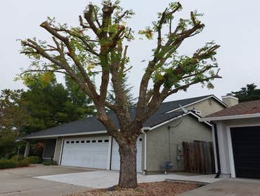 Photos by Chavezm Tree Service #6