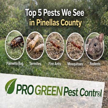 Progreen Pest Control