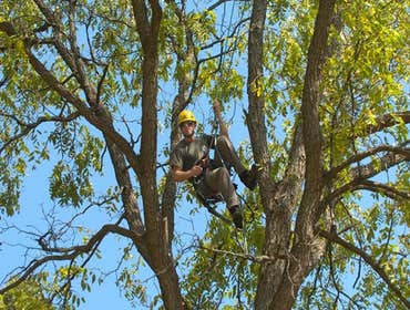Lincoln Tree Service Lincoln Tree Service is a full service tree pruning and removal company located in New Haven, CT.