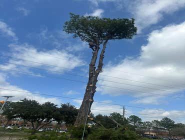 Photos by Contreras Tree Services #33