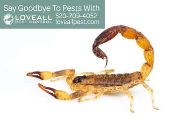Pest Control Service