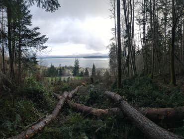 Photos by Low Impact Forestry & Tree #1