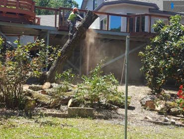 Photos by Rodriguez Tree Service #1