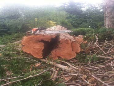 Photo(s) from Justin L Foss Tree Service