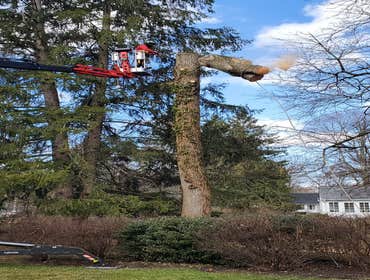 Photos by Green Point Tree Services & Landscaping #4