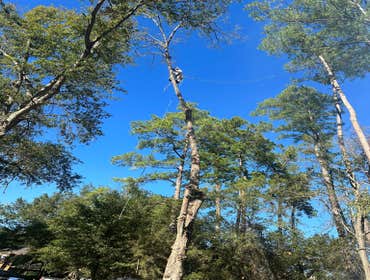 Photos by Contreras Tree Services #32