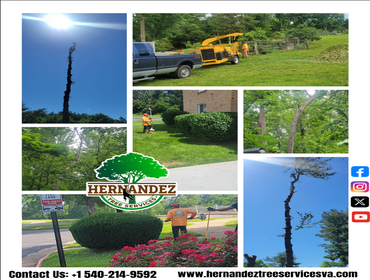Photos by Hernandez Tree Services #30