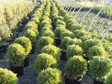 Photos from Andes Nursery