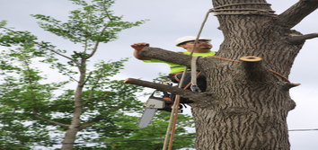 M&w Tree and Landscaping LLC