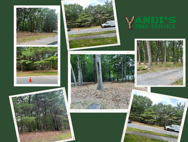 Photos by Yandi's Tree Service #17