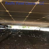 Birds living under the panels