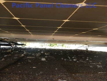 Birds living under the panels