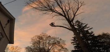 Photos from Flores Tree Service and Landscaping Inc