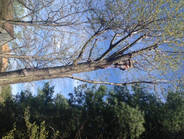 Tree trimming