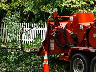 Photos by Danilo's Professional Tree Service & Landscaping #1