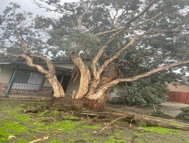 Photos by Discovery Tree Care, Inc #11