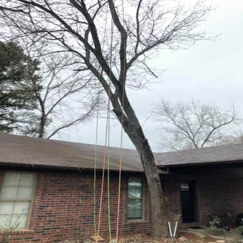 Photos by Dylan Tree Services LLC #1