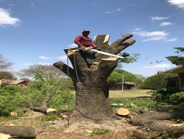 Photos by K-perez Tree Services #1