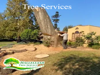 Photos by Hallelujah Tree Service #1