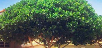 Tree Techs Professional Arbor Care