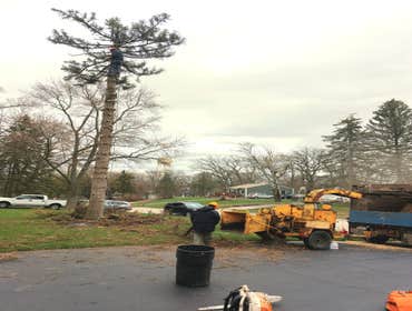 Photos by Alvarez Tree Expert- Tree Service- Tree Removal- (630) 201-8389 #1