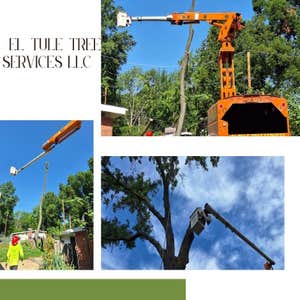 Photos by El Tule Tree Services LLC #24