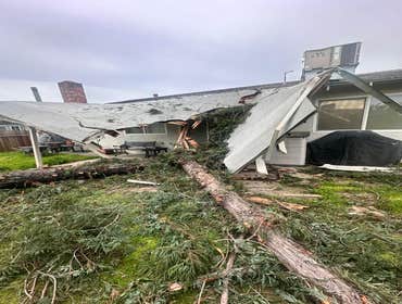 Photos by Professional Tree Service Usa #4