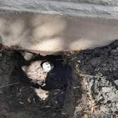 Photos by Authority Foundation Repair LLC #1