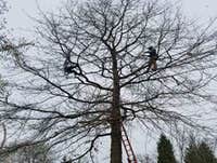 Photos by Elite Tree Care #1