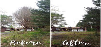 Diseased Pine Tree Removal