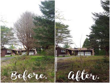 Diseased Pine Tree Removal