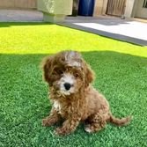 Photos by Maricopa Turf Pros #1
