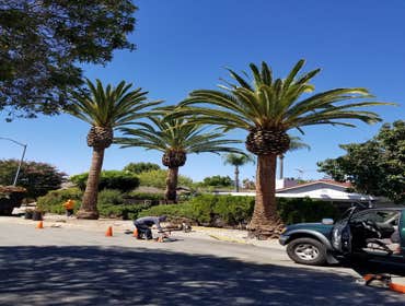 Photos by Moreno Tree Service #1