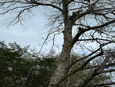 Photos by Contreras Tree Services #22