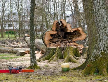 Photos by Full Tree Service Panama City #1