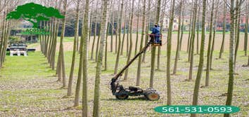 Photos by Acosta Tree Service Inc #2