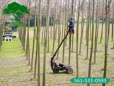Photos by Acosta Tree Service Inc #2