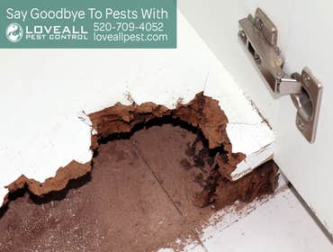 Termite-Pest Control Service