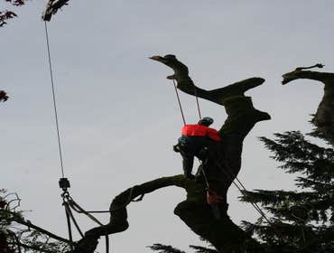 Photos by Fort Lauderdale Tree Service #1
