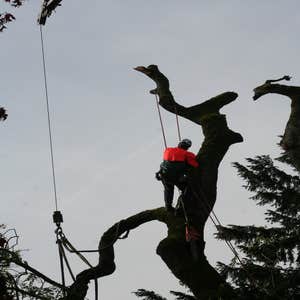 Photos by Fort Lauderdale Tree Service #1