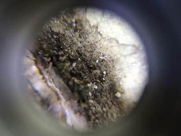 Close Up Of Black Mold