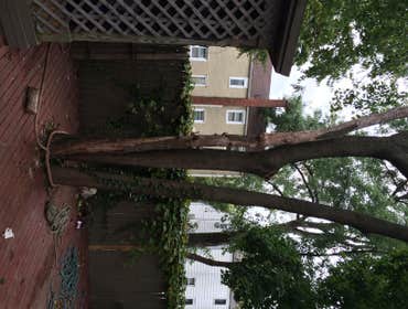 Tree Service South Jersey