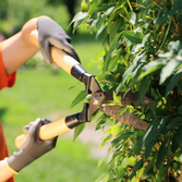 Ady Tree & Landscape LLC