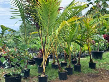 Ornamental Plant Nursery Containerized Palms