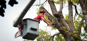 Photos by the First State Tree Service #1
