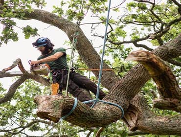 Photos by Full Tree Service Panama City #1