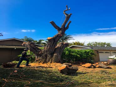 Big Tree Removal 1 Tree Removal with stump grinding debris hauled away.