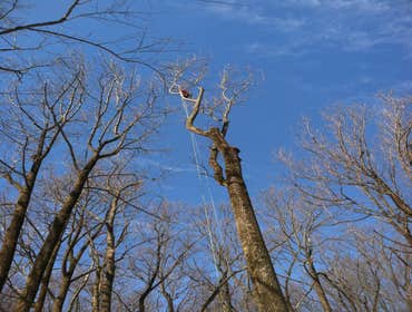 Tree Removal