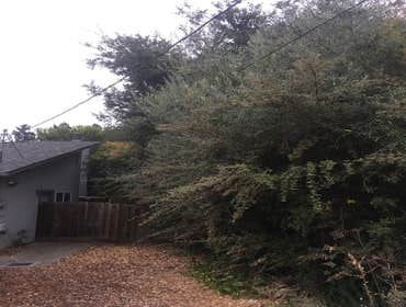 Photos by Moreno Tree Service #1